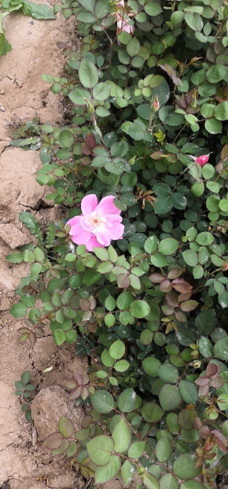 丰花月季🌹，有量，有需要老板联系