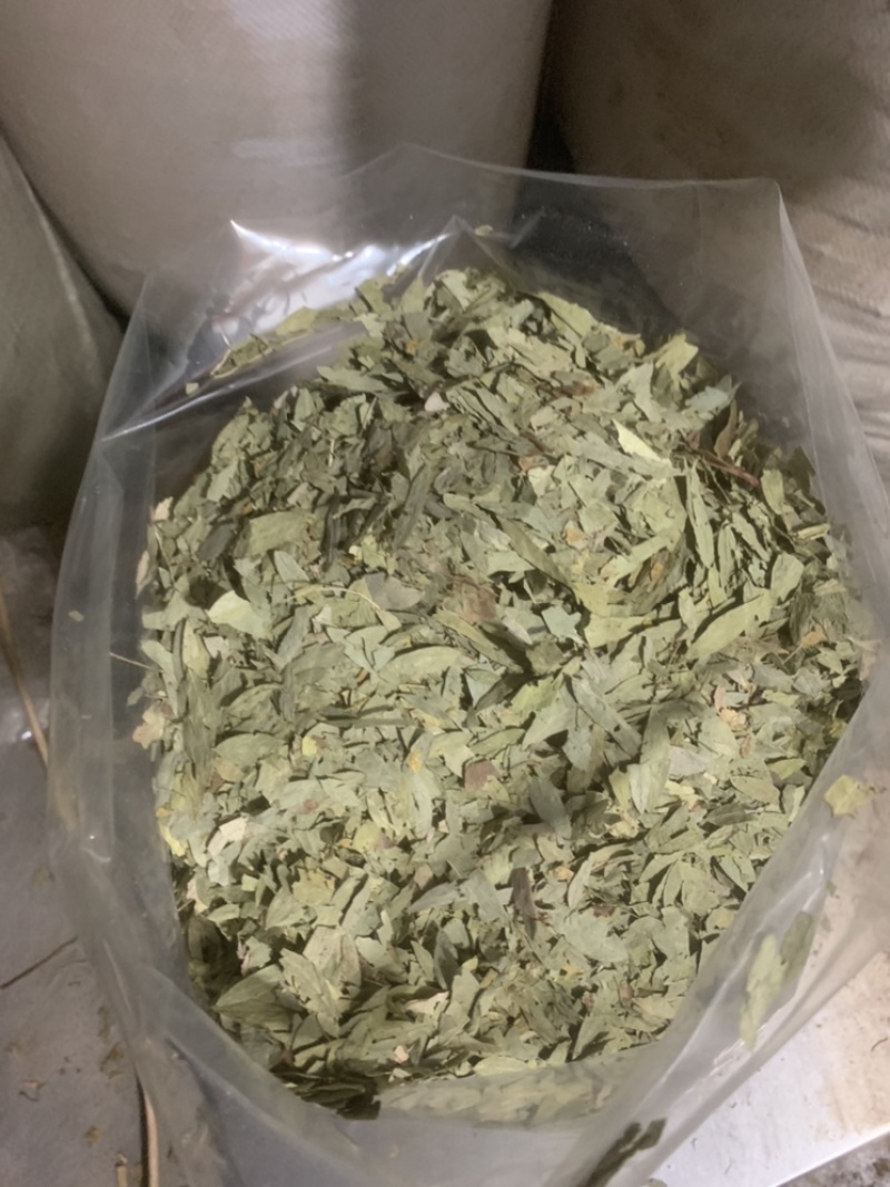 番泻叶大叶片好泻叶颜色好可以茶用地道药材产地直销低价一件代发