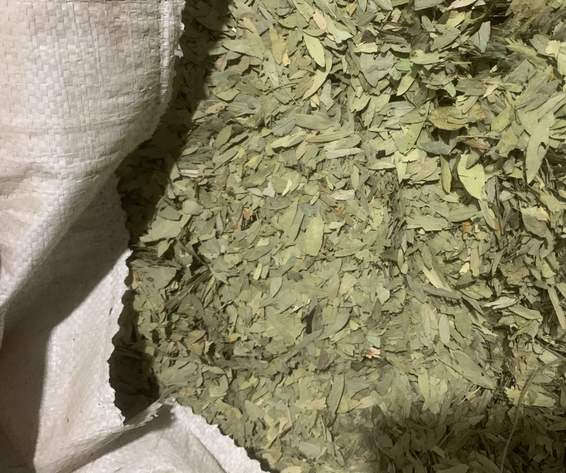 番泻叶大叶片好泻叶颜色好可以茶用地道药材产地直销低价一件代发