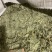 番泻叶大叶片好泻叶颜色好可以茶用地道药材产地直销低价一件代发