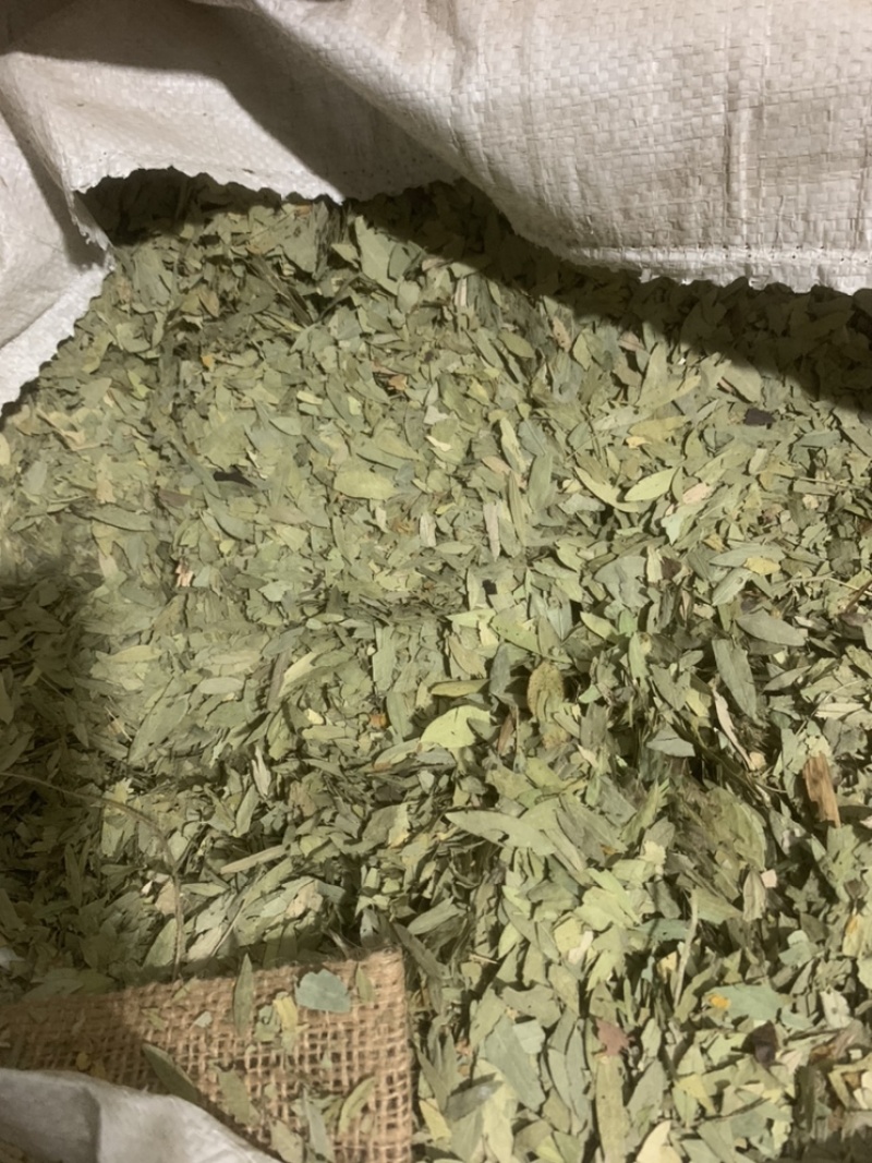 番泻叶大叶片好泻叶颜色好可以茶用地道药材产地直销低价一件代发