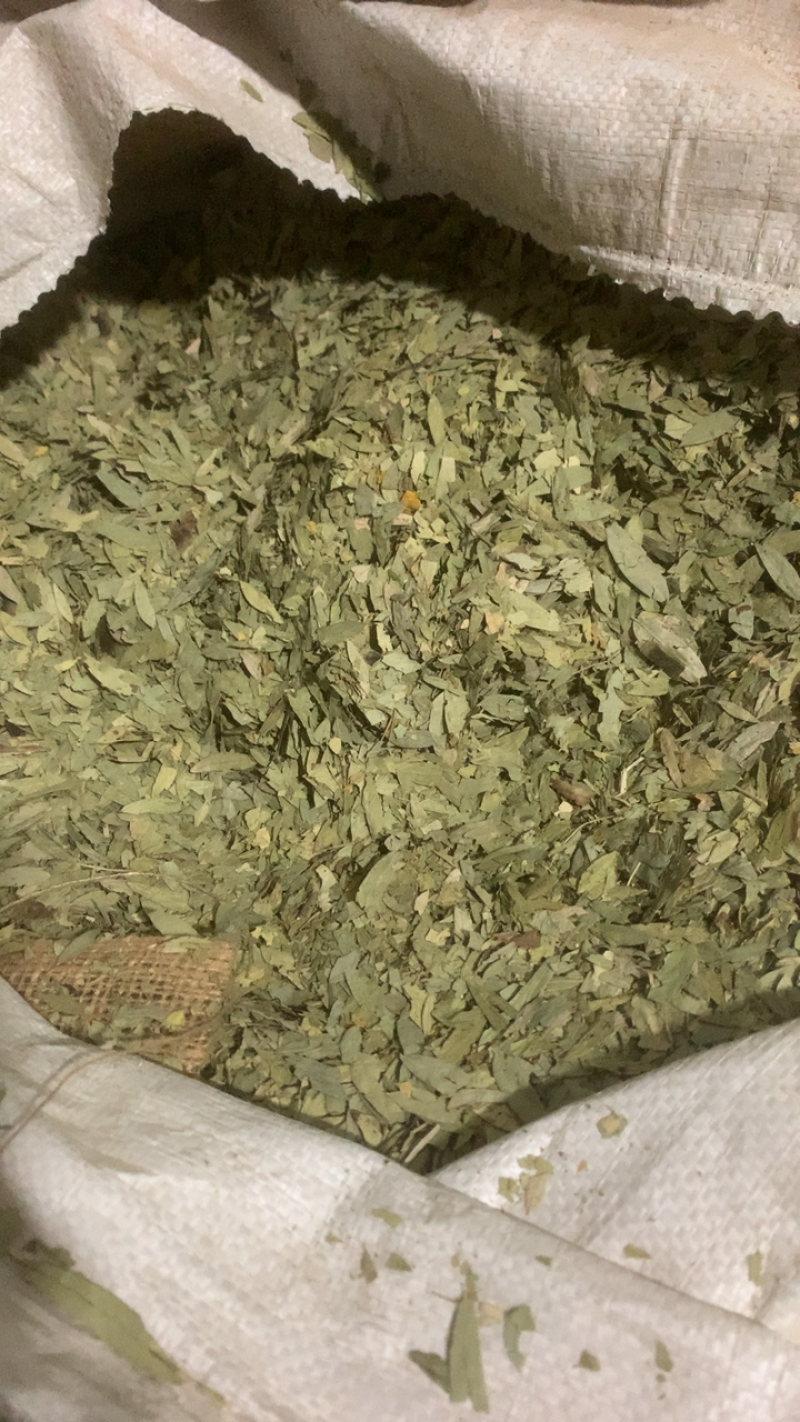番泻叶大叶片好泻叶颜色好可以茶用地道药材产地直销低价一件代发