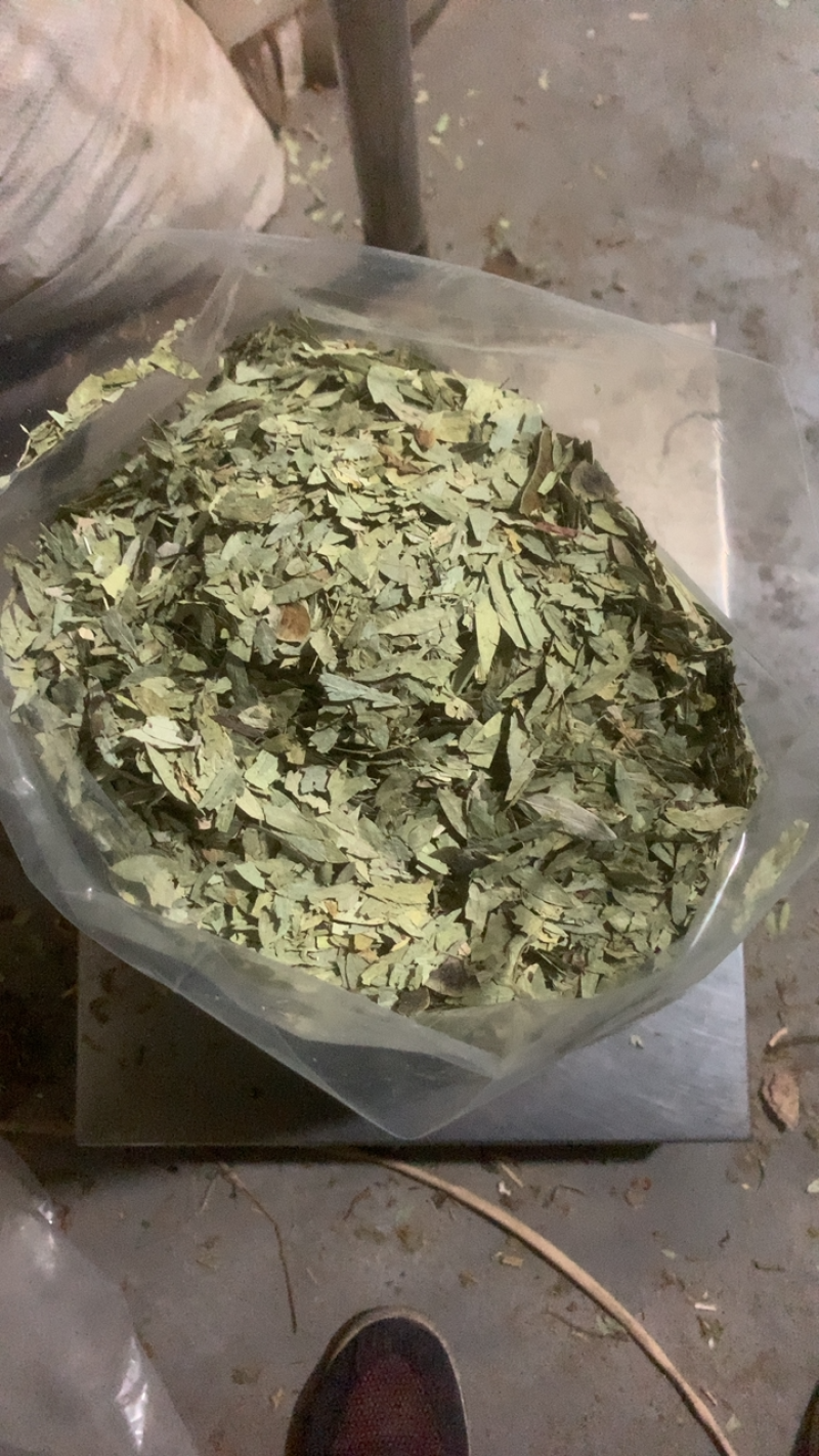 番泻叶大叶片好泻叶颜色好可以茶用地道药材产地直销低价一件代发