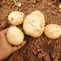 本地沃土丶中暑5号土豆、大量上市二两以上便宜了质量好
