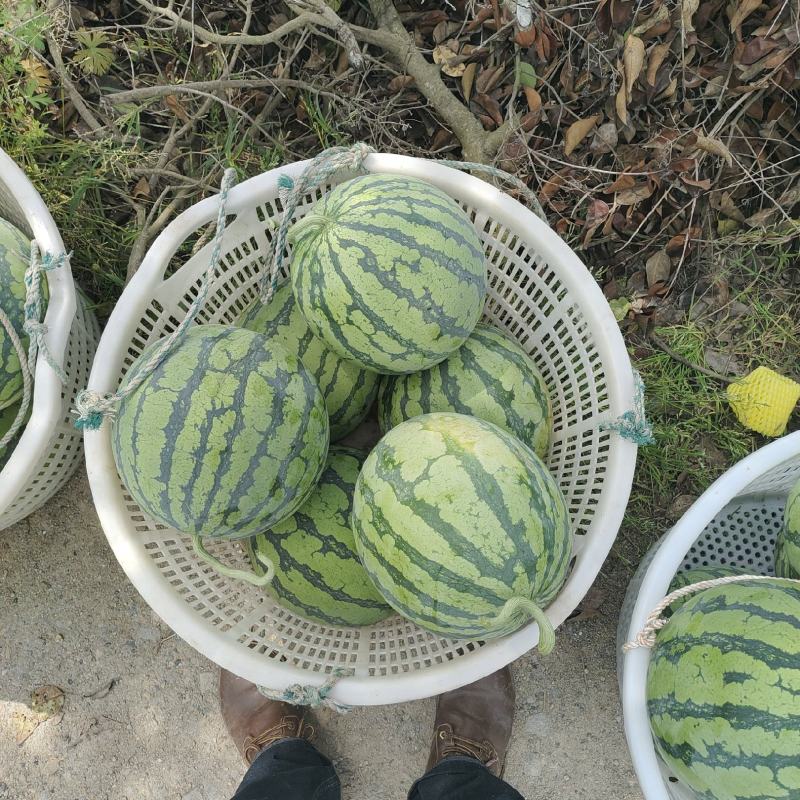 麒麟西瓜大棚无籽西瓜美都8424直生苗包甜