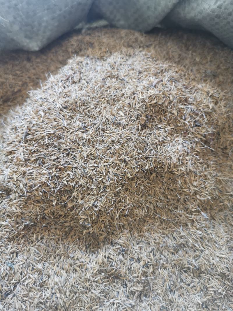 蒲公英种子婆婆丁种子基地一手货源提供种植技术