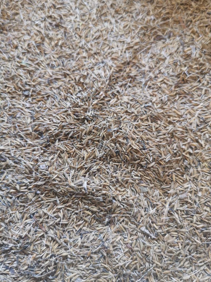 蒲公英种子婆婆丁种子基地一手货源提供种植技术
