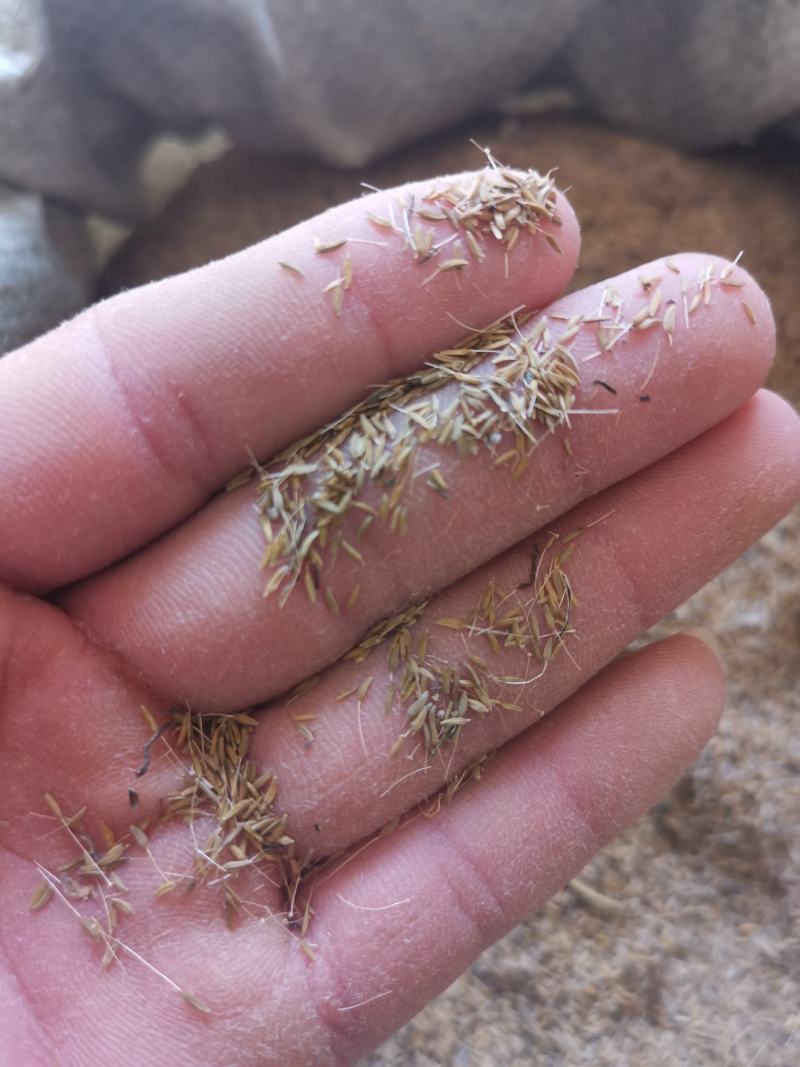 蒲公英种子婆婆丁种子基地一手货源提供种植技术