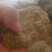 蒲公英种子婆婆丁种子基地一手货源提供种植技术