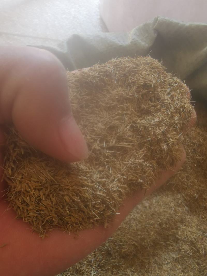 蒲公英种子婆婆丁种子基地一手货源提供种植技术