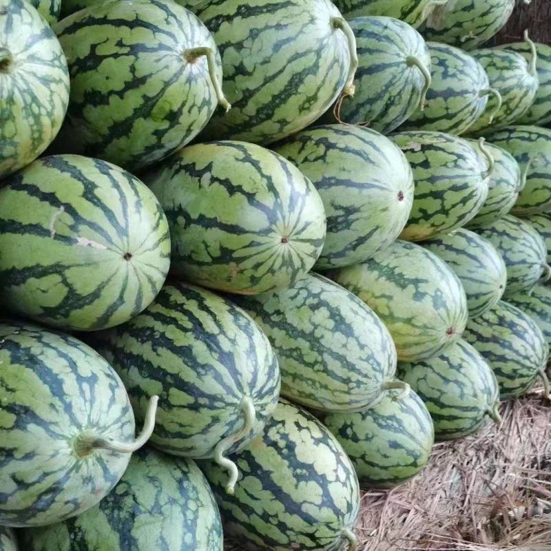 河南精品绿爽西瓜产地直发大量供应可视频看货