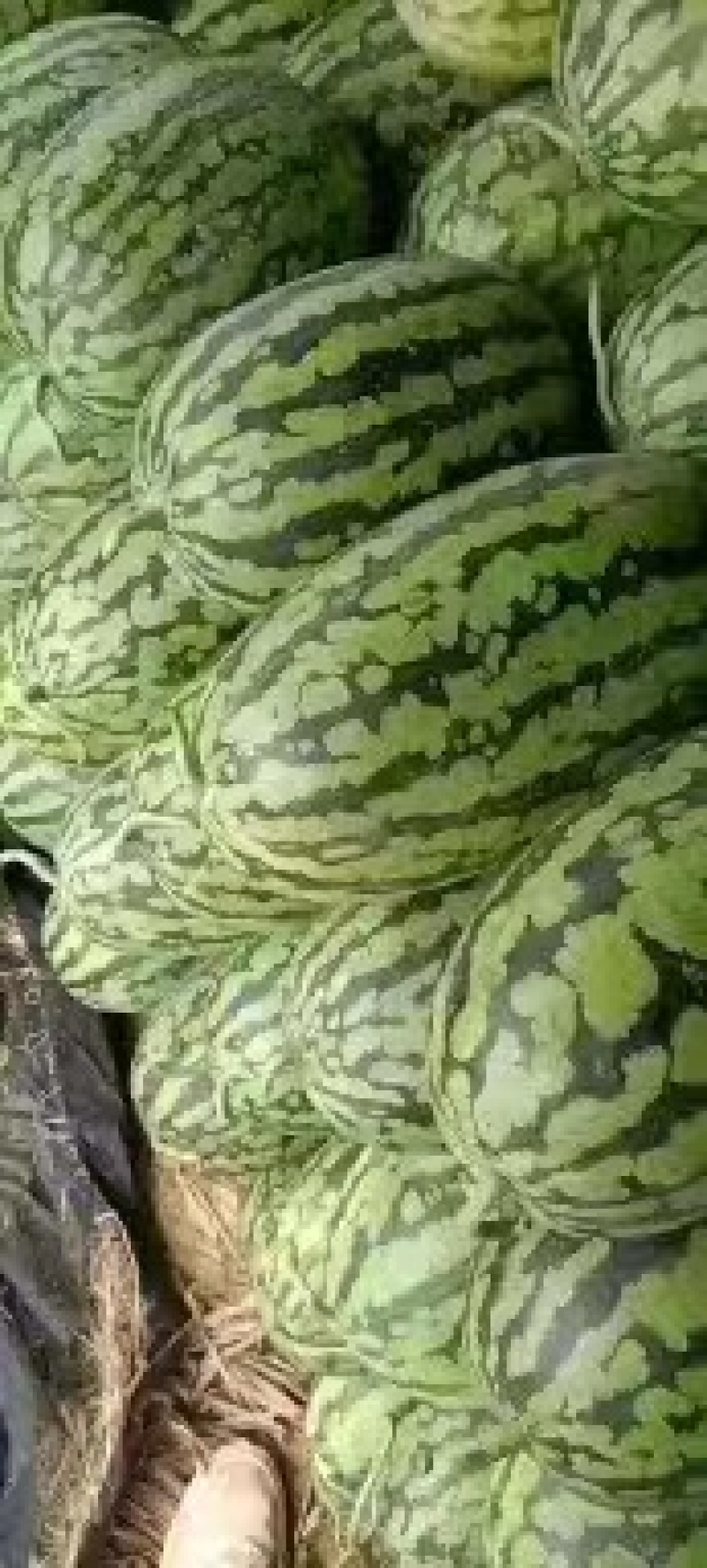 河南精品绿爽西瓜产地直发大量供应可视频看货