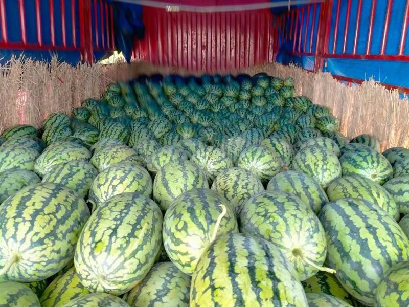 河南精品绿爽西瓜产地直发大量供应可视频看货