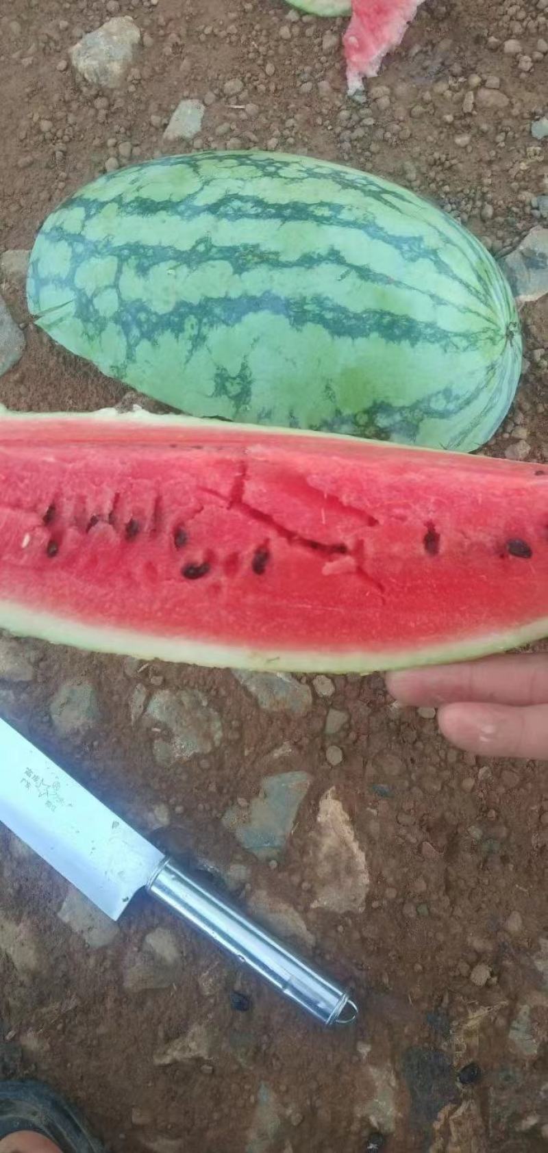 河南精品绿爽西瓜产地直发大量供应可视频看货