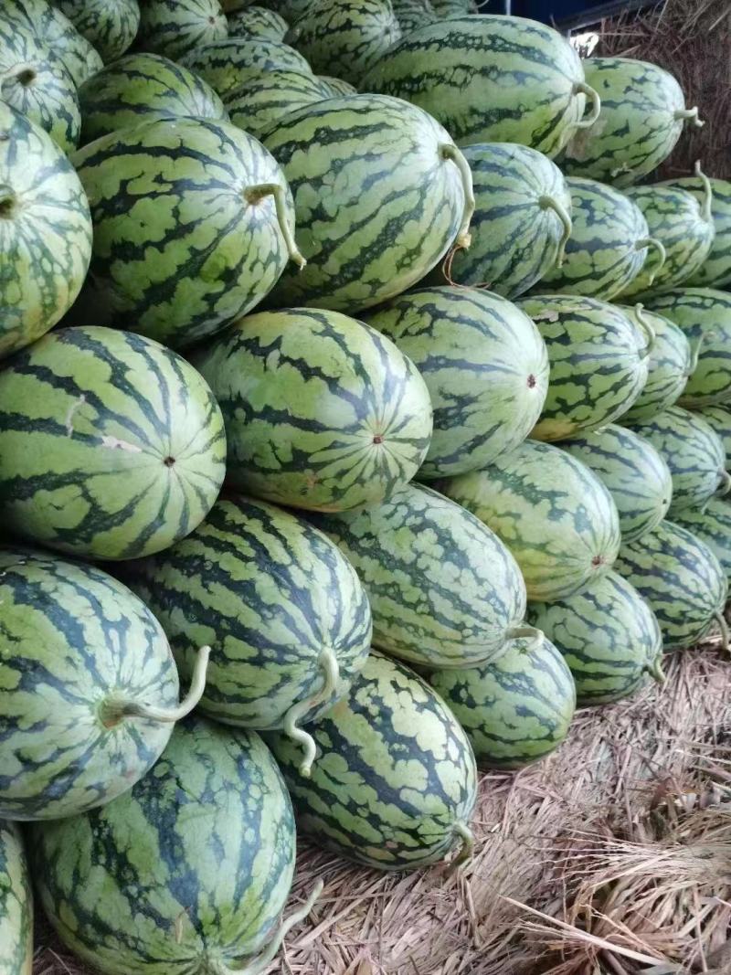 河南精品绿爽西瓜产地直发大量供应可视频看货