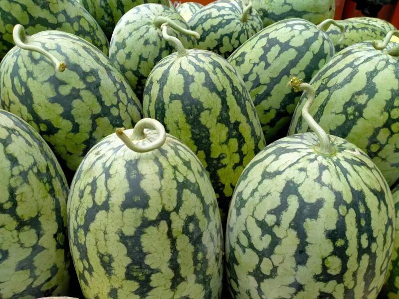河南精品绿爽西瓜产地直发大量供应可视频看货