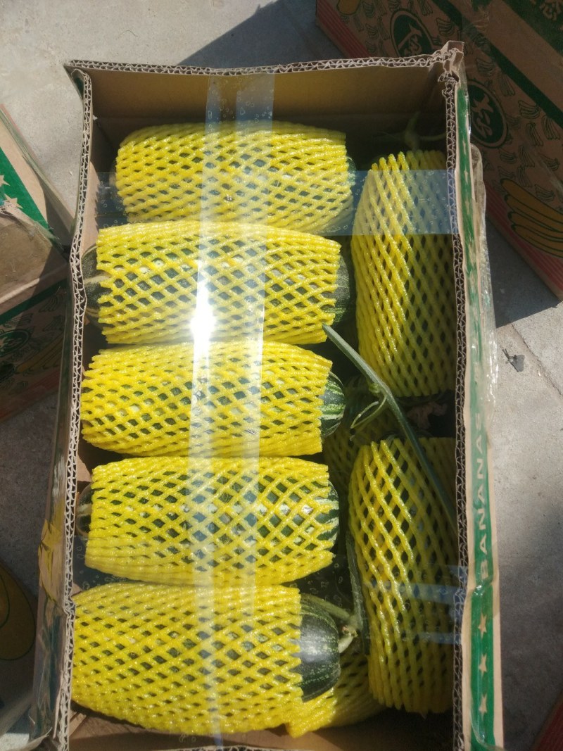 砀山县博洋九甜瓜六一甜瓜，头茬鲜瓜，含糖量高，清香，