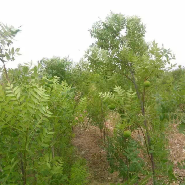 油菜籽
