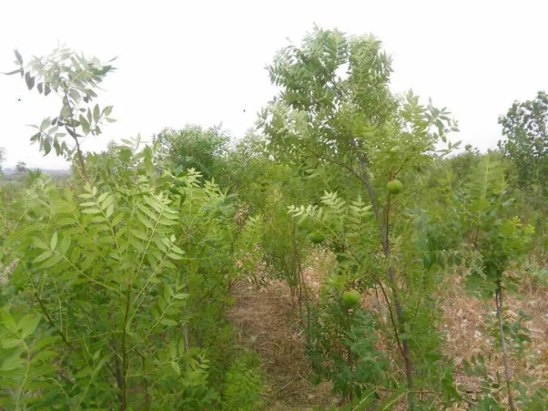 油菜籽