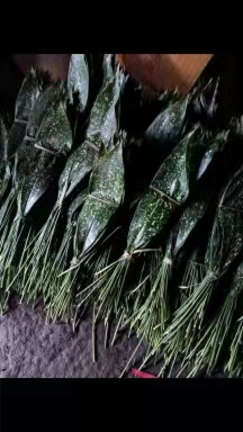 四川花粽叶大叶家用正宗野生新鲜粽子叶一叶兰非箬竹叶芦苇叶