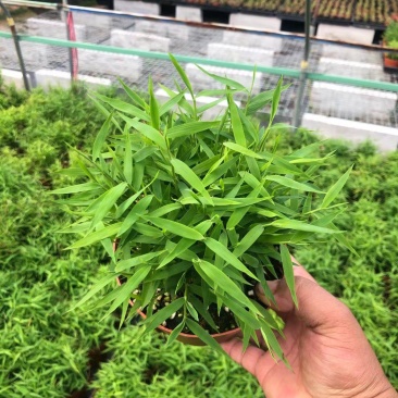 姬萃竹，小米竹