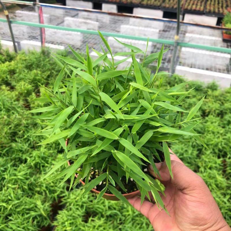 姬萃竹，小米竹