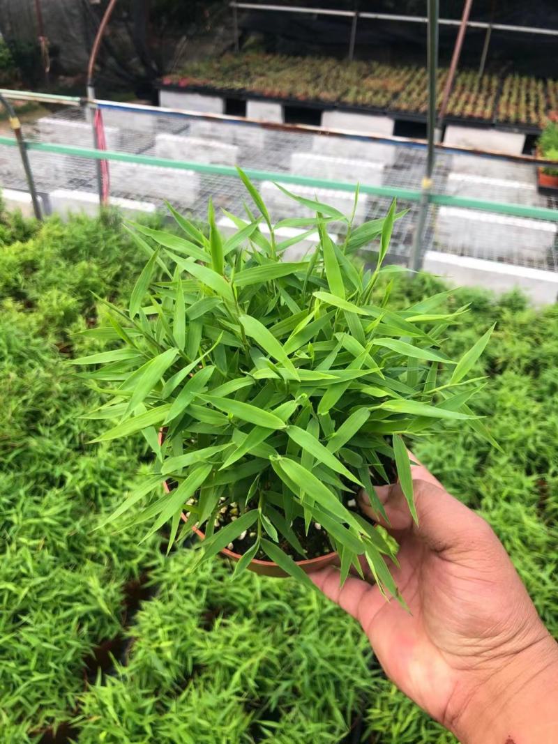 姬萃竹，小米竹