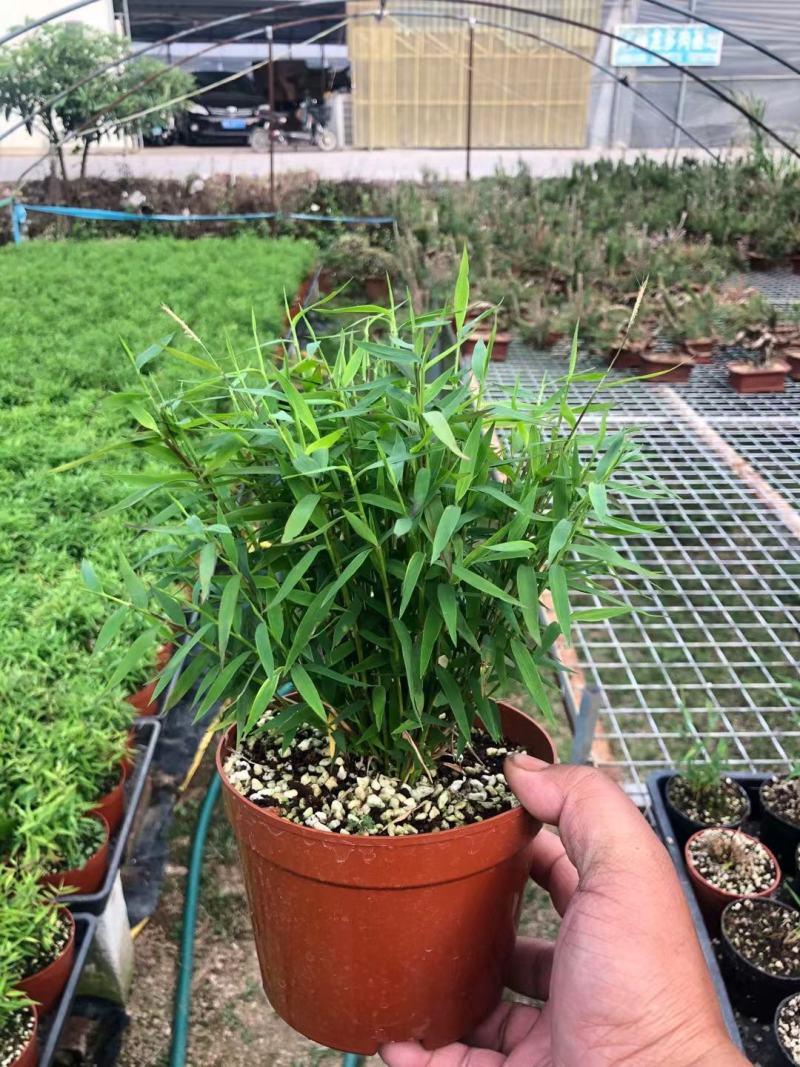 姬萃竹，小米竹