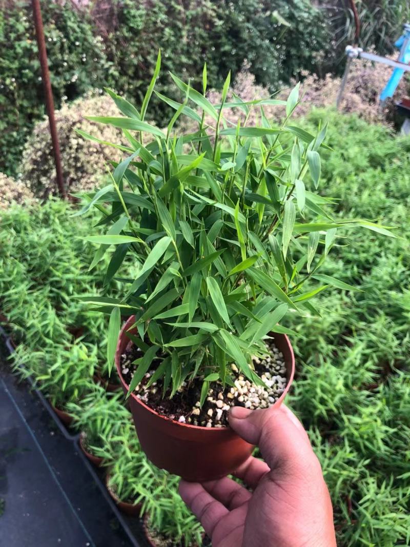 姬萃竹，小米竹