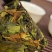 漳平水仙乌龙茶公主紧压小茶饼500克茶叶独特花香绿叶红镶边