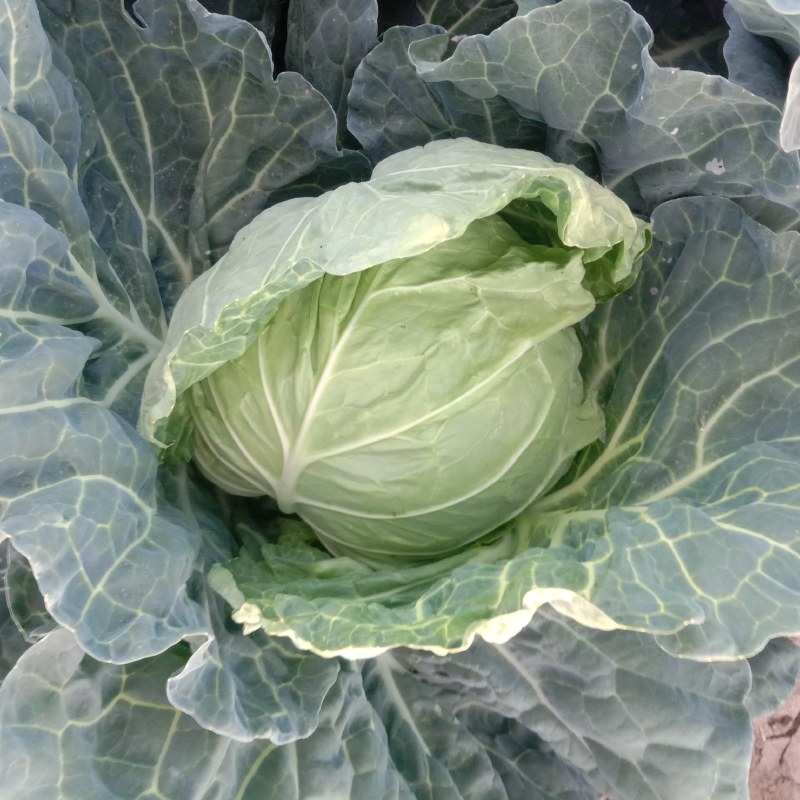 商丘市睢阳区，圆包菜，奇宝甘蓝，包地大户，品质好价格优