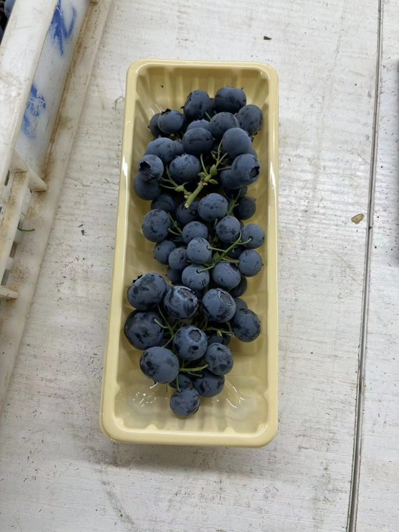 丹东蓝莓产地直销各种品种应有尽有果粉持久