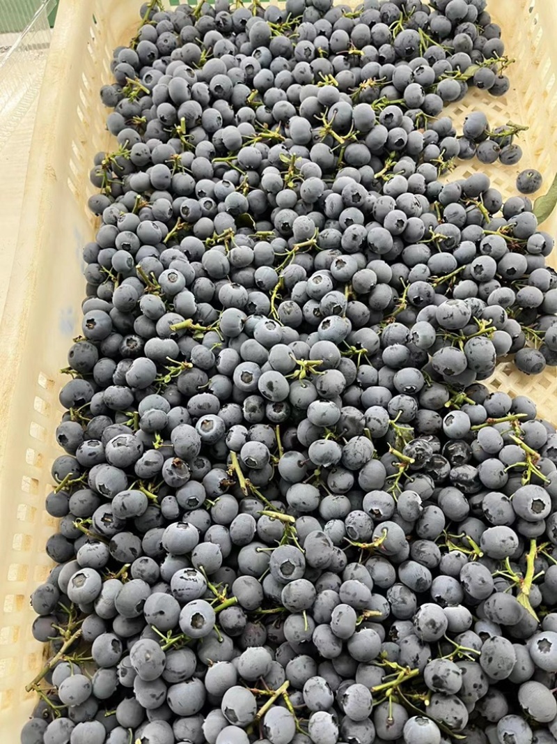 丹东蓝莓产地直销各种品种应有尽有果粉持久