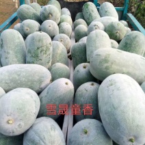 优质精品长形水果冬瓜……诚信第一服务至上；