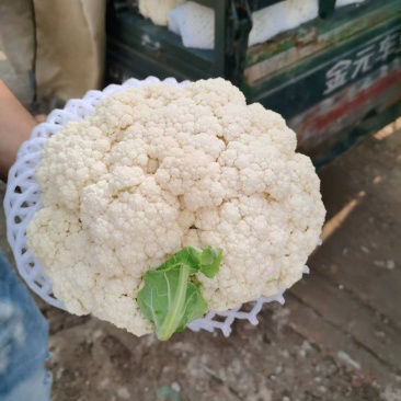 陕西松花，精品散花大量上市