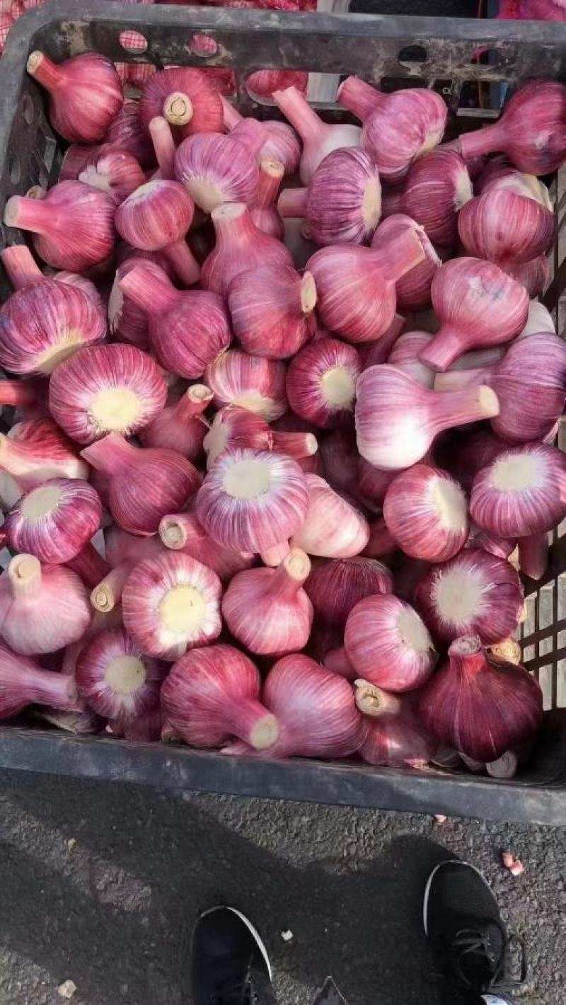 【实力老店】大蒜鲜蒜全国发货按需加工，自有大型冷库大型加工厂