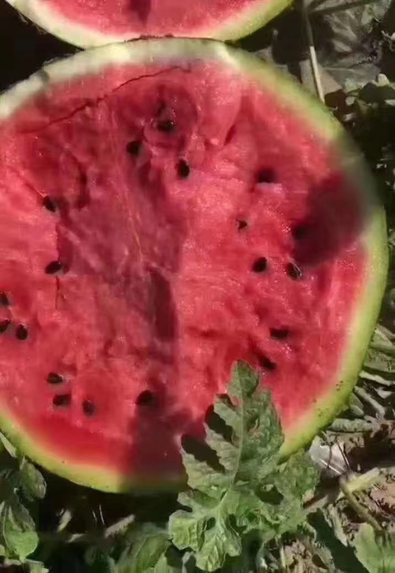 陕西甜王西瓜包熟包甜品质保证上车欢迎