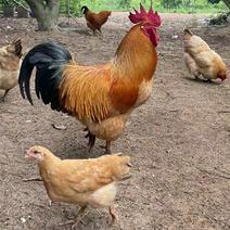 山林养殖生态鸡、土鸡蛋