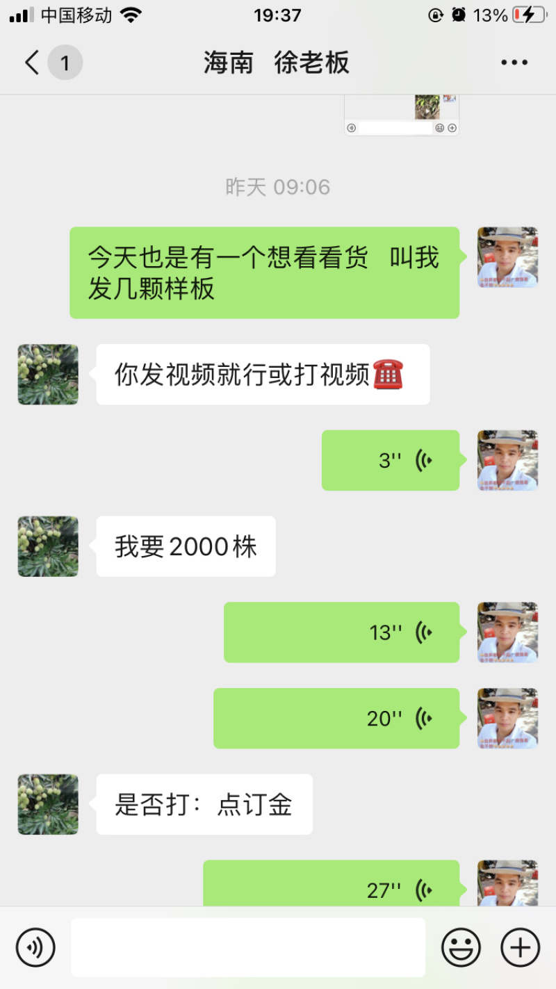 桂花香苗