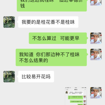 桂花香苗