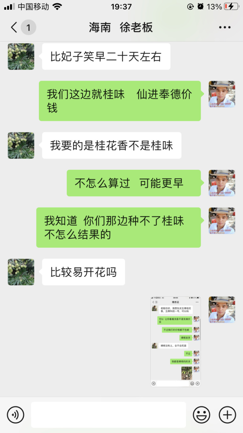 桂花香苗