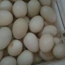 新鲜番鸭蛋6-7个/斤，保证商品蛋，常年供货量大从优