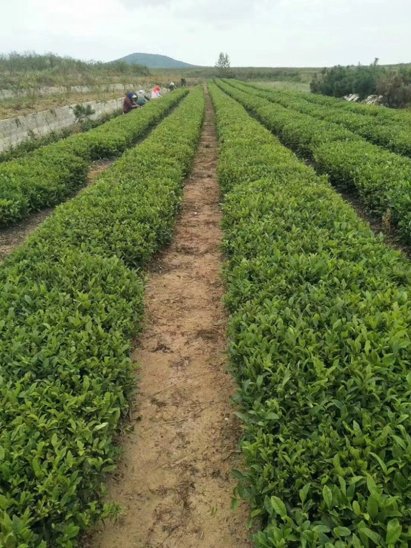 青岛田横绿茶头茶