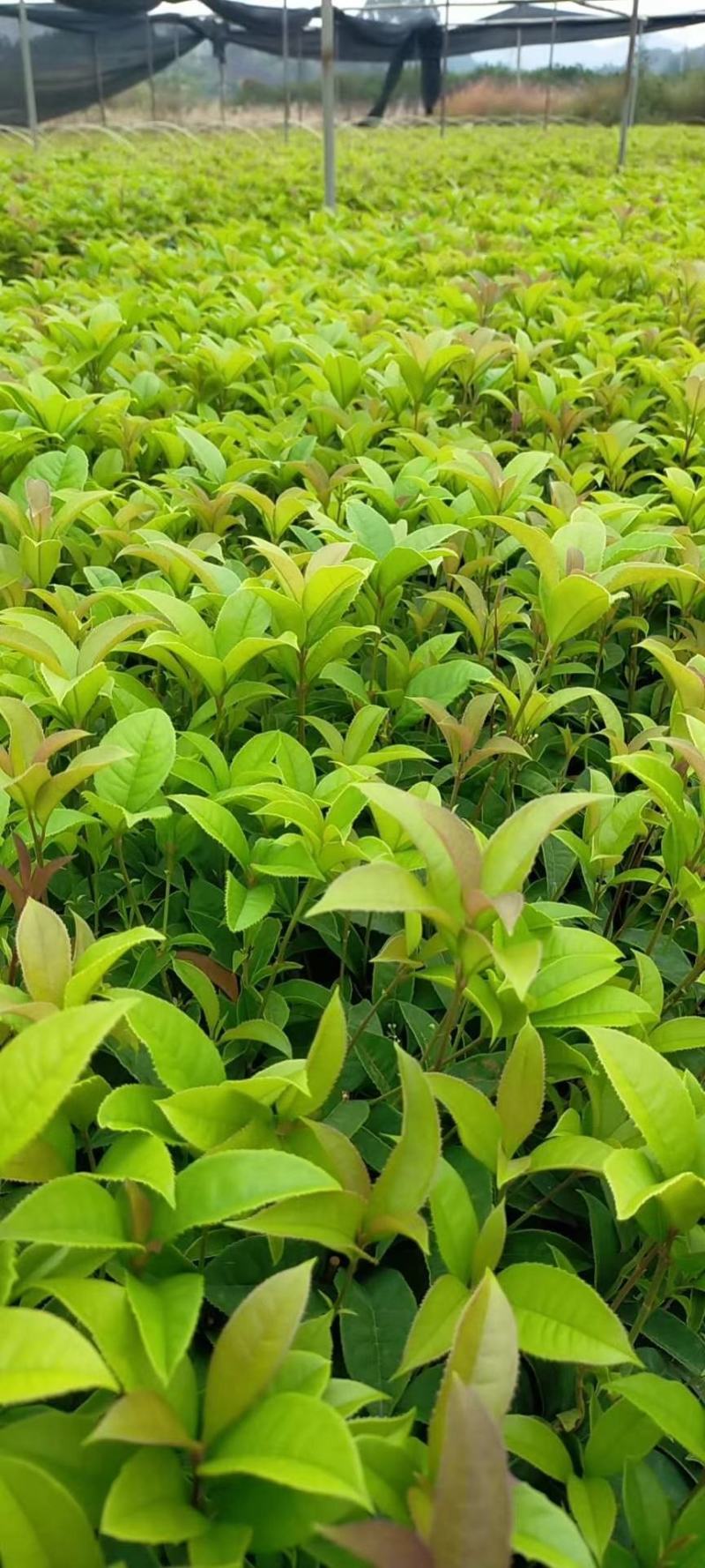 四季桂四季桂花苗，四季桂花小苗四季桂花地苗插扦苗场地直批