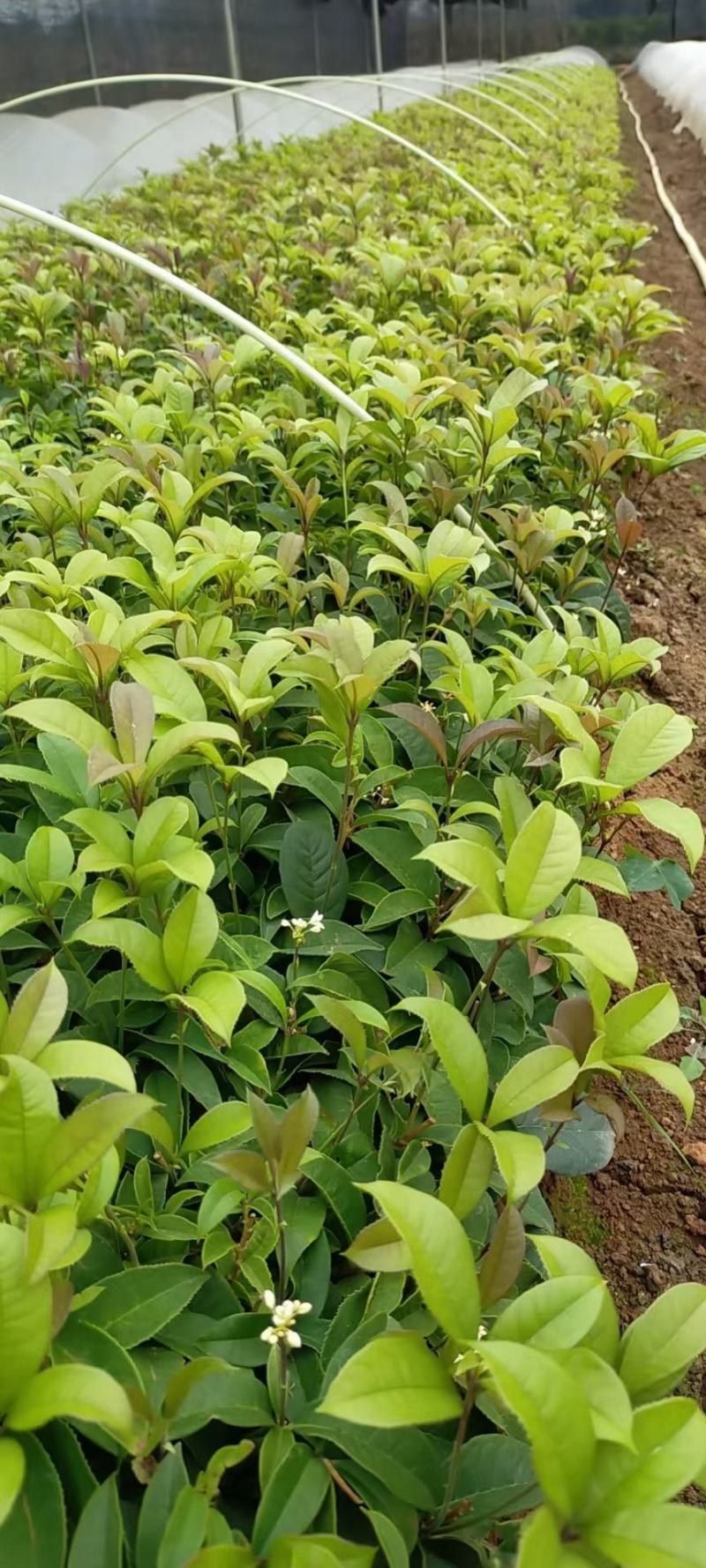 四季桂四季桂花苗，四季桂花小苗四季桂花地苗插扦苗场地直批