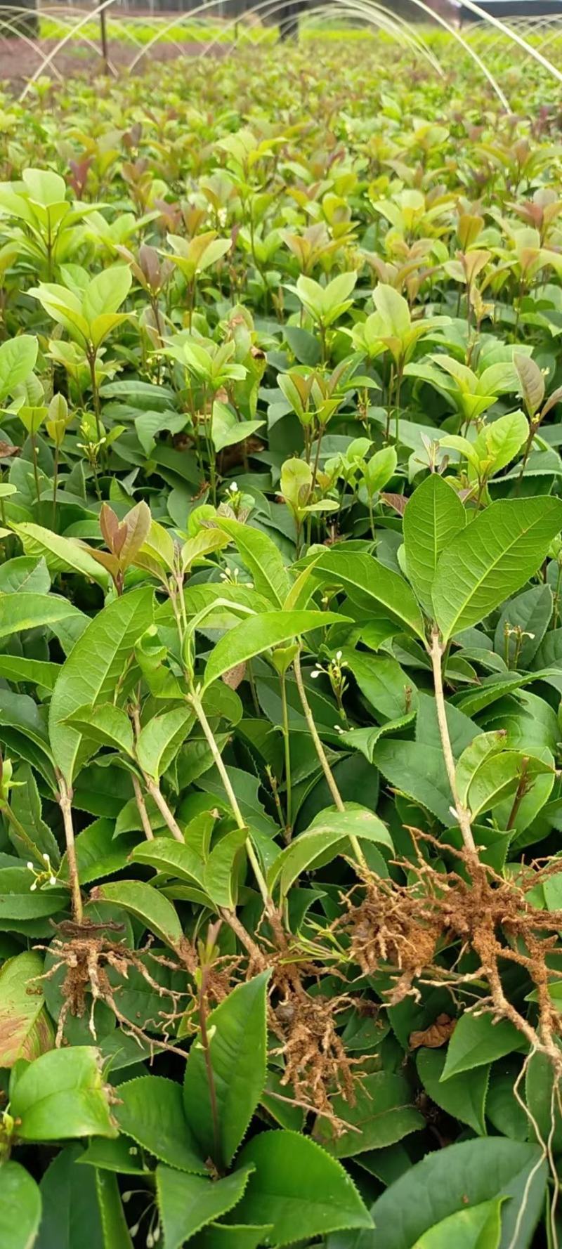 四季桂四季桂花苗，四季桂花小苗四季桂花地苗插扦苗场地直批