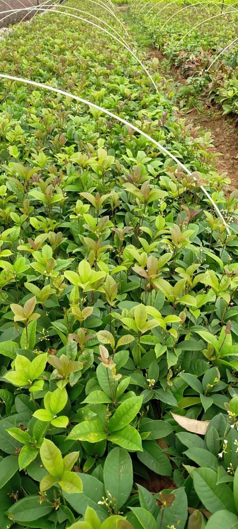 四季桂四季桂花苗，四季桂花小苗四季桂花地苗插扦苗场地直批