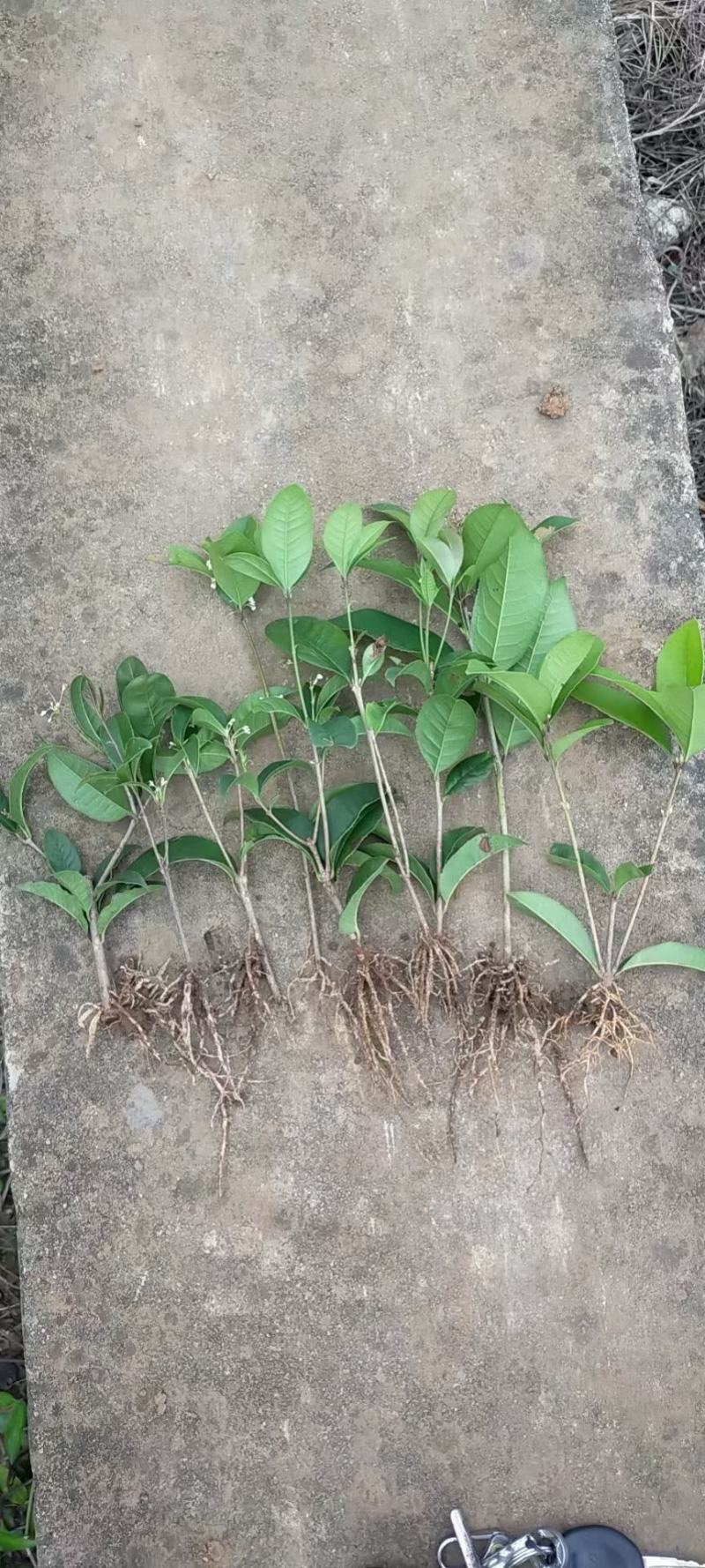 四季桂四季桂花苗，四季桂花小苗四季桂花地苗插扦苗场地直批