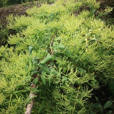 南银一号金银花苗！栽植当年投产，三年高产熟手日采百斤以上