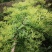 南银一号金银花苗！栽植当年投产，三年高产熟手日采百斤以上